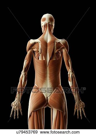 Stock Illustration - Human back muscles, illustration. Fotosearch