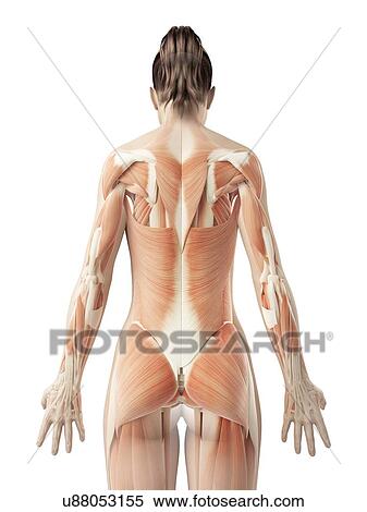 Stock Illustration - Human back muscles, illustration. Fotosearch