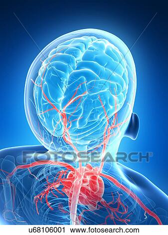 Clip Art - Human blood vessels, illustration. Fotosearch