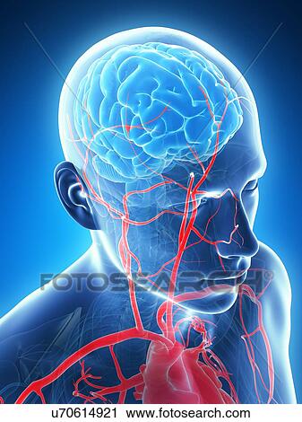 Clip Art - Human blood vessels, illustration. Fotosearch