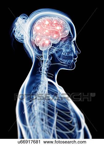 Clip Art - Human brain activity, illustration. Fotosearch