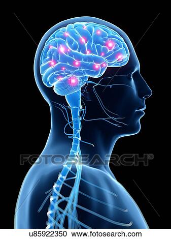 Clipart - Human brain activity, illustration. Fotosearch