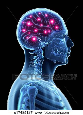 Stock Illustration - Human brain activity, illustration. Fotosearch