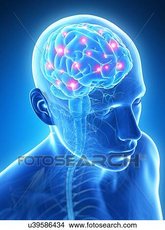 Stock Illustration - Human brain activity, illustration. Fotosearch