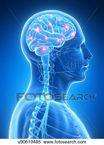 Human brain activity, illustration View Large Illustration Stock Illustration - Human brain activity, illustration. Fotosearch