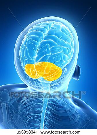 Human brain, illustration View Large Illustration Clip Art - Human brain, illustration. Fotosearch