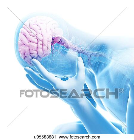 Clip Art - Human brain, illustration. Fotosearch