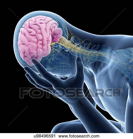 Clip Art - Human brain, illustration. Fotosearch