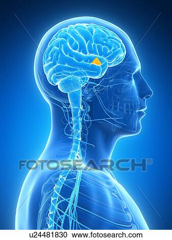 Human brain, illustration View Large Illustration Clipart - Human brain, illustration. Fotosearch