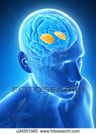 Drawing - Human brain, illustration. Fotosearch