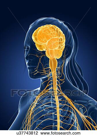 Drawing - Human brain, illustration. Fotosearch