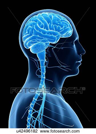 Drawing - Human brain, illustration. Fotosearch