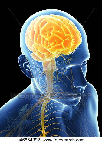 Drawing - Human brain, illustration. Fotosearch