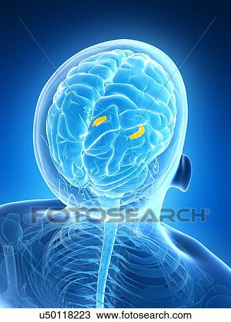 Drawing - Human brain, illustration. Fotosearch