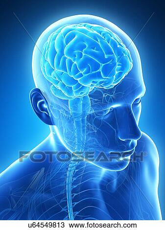 Human brain, illustration View Large Illustration Drawing - Human brain, illustration. Fotosearch