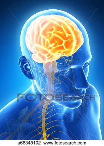Drawing - Human brain, illustration. Fotosearch