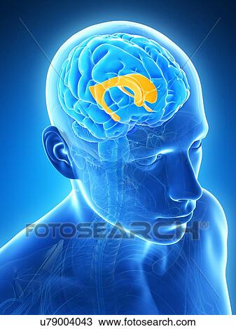Drawing - Human brain, illustration. Fotosearch