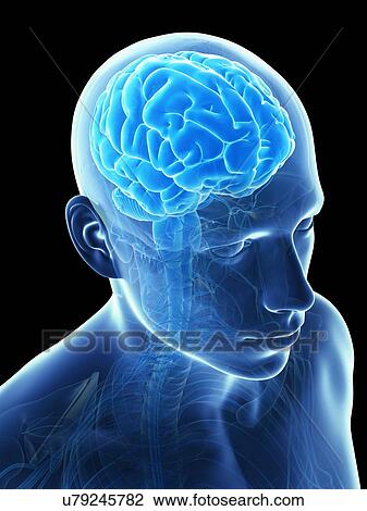 Drawing - Human brain, illustration. Fotosearch