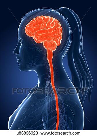 Drawing - Human brain, illustration. Fotosearch