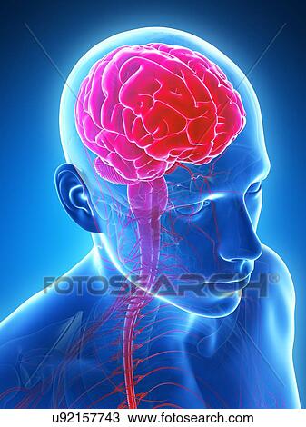 Drawing - Human brain, illustration. Fotosearch