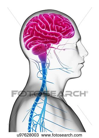 Drawing - Human brain, illustration. Fotosearch