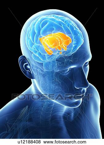 Stock Illustration - Human brain, illustration. Fotosearch