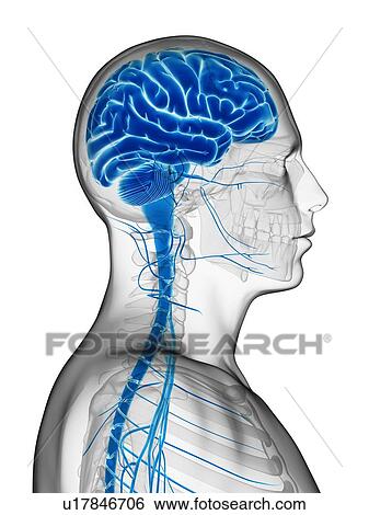 Stock Illustration - Human brain, illustration. Fotosearch