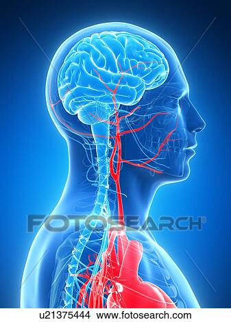 Stock Illustration - Human brain, illustration. Fotosearch