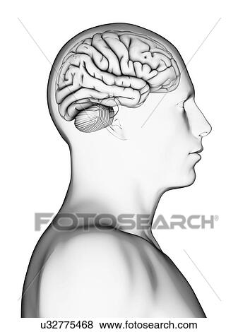 Stock Illustration - Human brain, illustration. Fotosearch