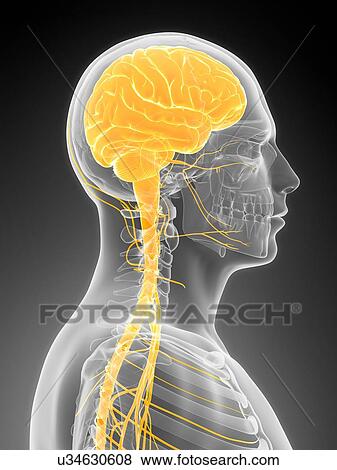 Stock Illustration - Human brain, illustration. Fotosearch