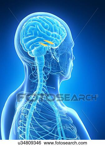 Stock Illustration - Human brain, illustration. Fotosearch