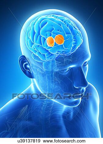 Stock Illustration - Human brain, illustration. Fotosearch