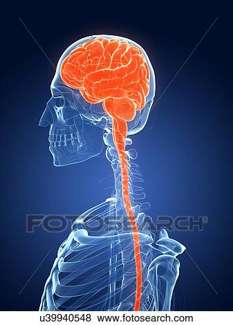 Stock Illustration - Human brain, illustration. Fotosearch