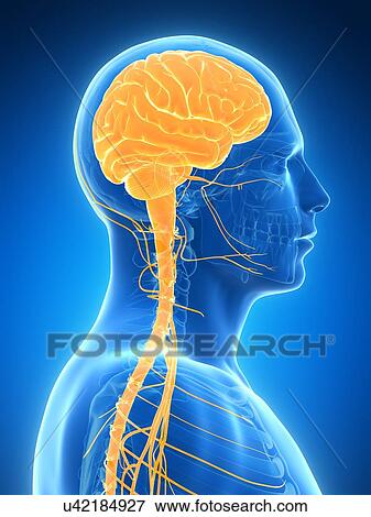 Human brain, illustration View Large Illustration Stock Illustration - Human brain, illustration. Fotosearch