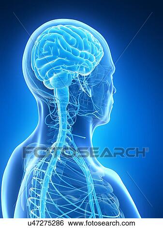 Stock Illustration - Human brain, illustration. Fotosearch