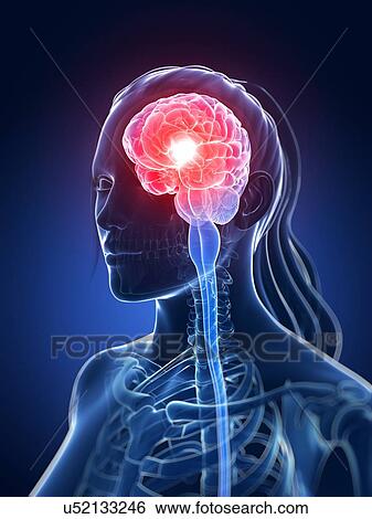 Stock Illustration - Human brain, illustration. Fotosearch