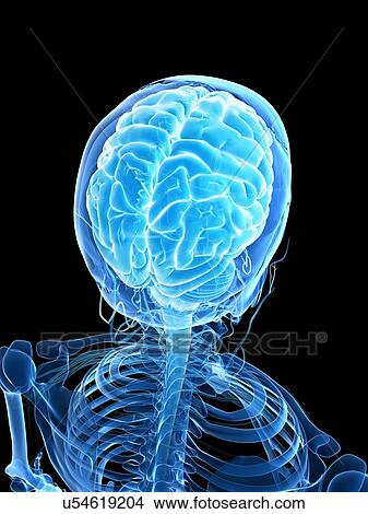 Stock Illustration - Human brain, illustration. Fotosearch