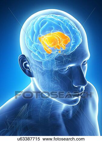 Stock Illustration - Human brain, illustration. Fotosearch
