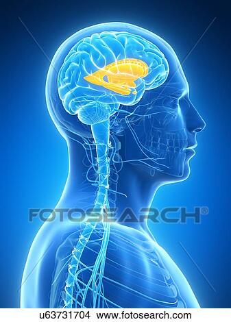 Stock Illustration - Human brain, illustration. Fotosearch