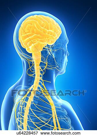 Stock Illustration - Human brain, illustration. Fotosearch
