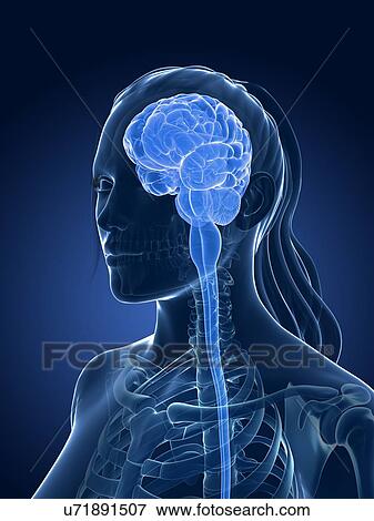 Stock Illustration - Human brain, illustration. Fotosearch