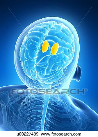 Stock Illustration - Human brain, illustration. Fotosearch
