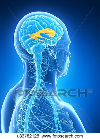 Human brain, illustration View Large Illustration Stock Illustration - Human brain, illustration. Fotosearch