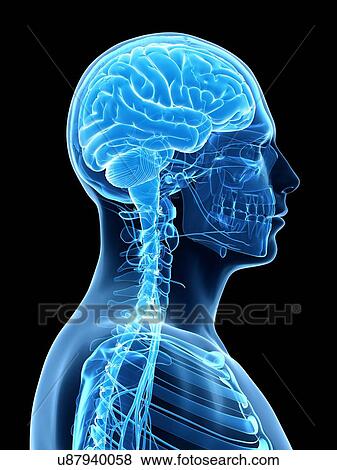 Stock Illustration - Human brain, illustration. Fotosearch