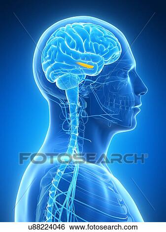 Human brain, illustration View Large Illustration Stock Illustration - Human brain, illustration. Fotosearch