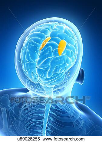 Human brain, illustration View Large Illustration Stock Illustration - Human brain, illustration. Fotosearch