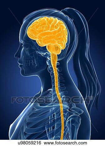 Stock Illustration - Human brain, illustration. Fotosearch