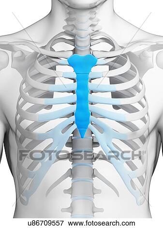 Human breast bone, illustration View Large Illustration Stock Illustration - Human breast bone, illustration. Fotosearch