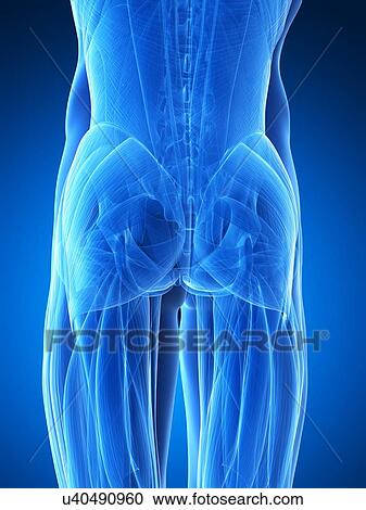 Clipart - Human buttock muscles, illustration. Fotosearch