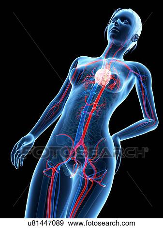 Stock Illustration - Human cardiovascular system, illustration. Fotosearch